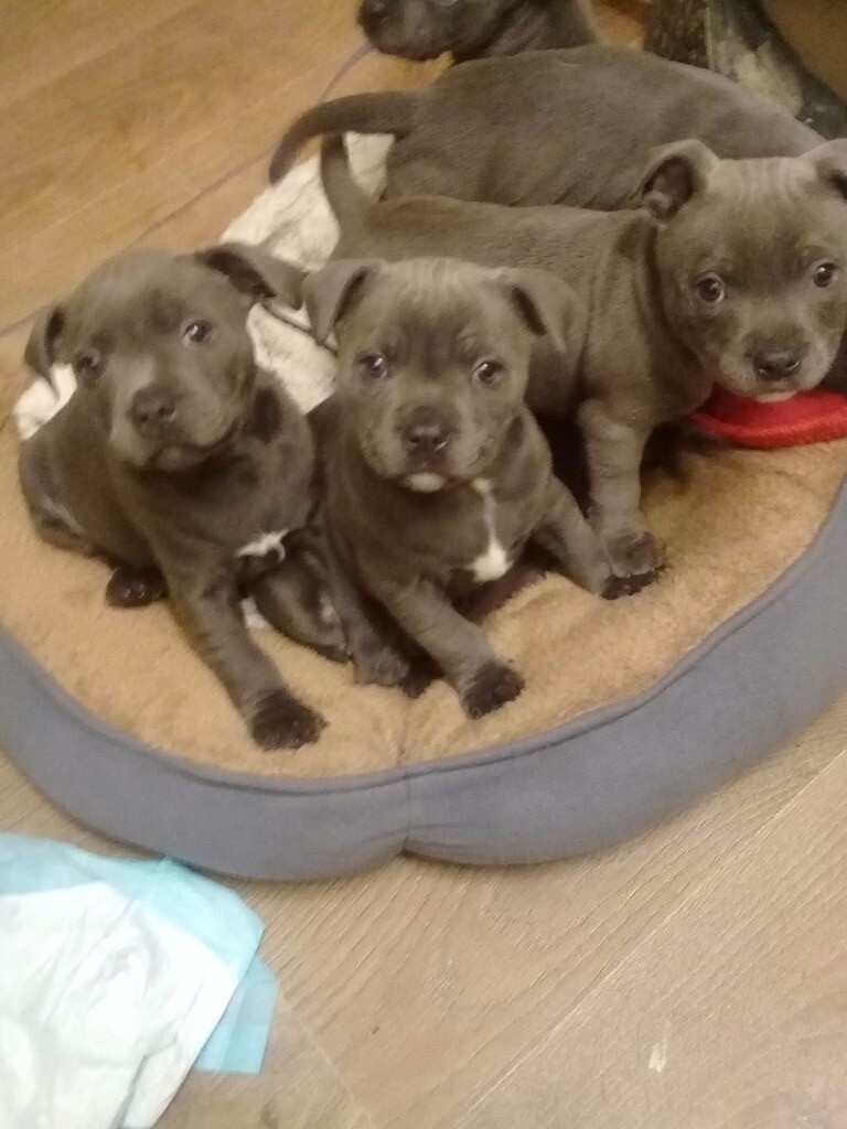 topical antibiotics for dogs